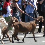 Goats lead the procession.