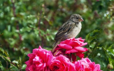 Fiction in a minute: Sparrow