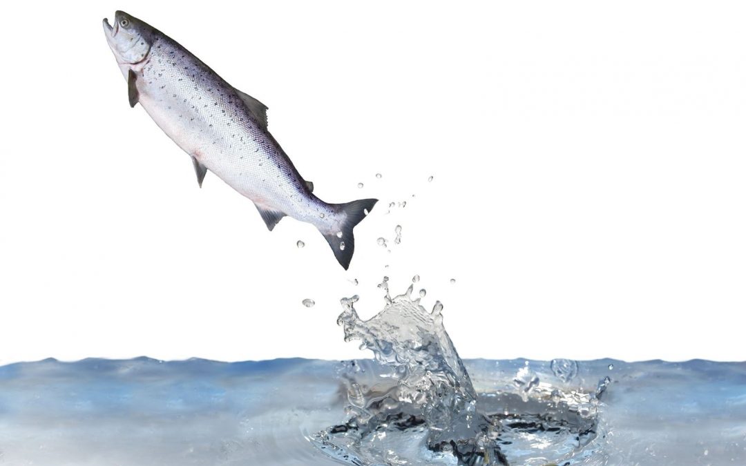 Groundwork for a salmon revival