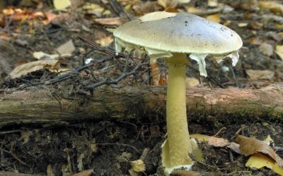 Fiction in a minute: Mushroom